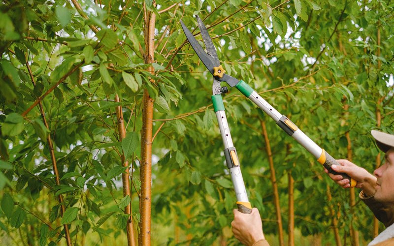 Tree trimming in Wildrose, ND
