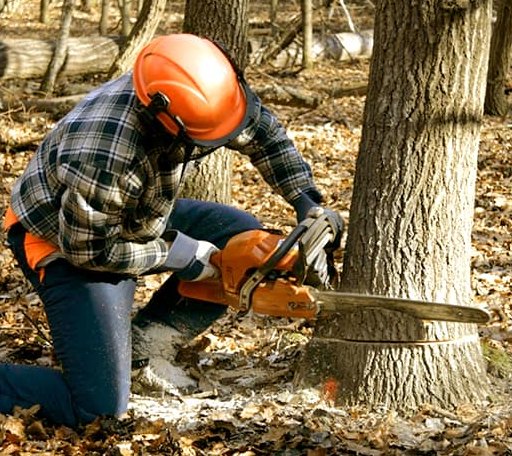 Tree Removal in Wildrose, ND